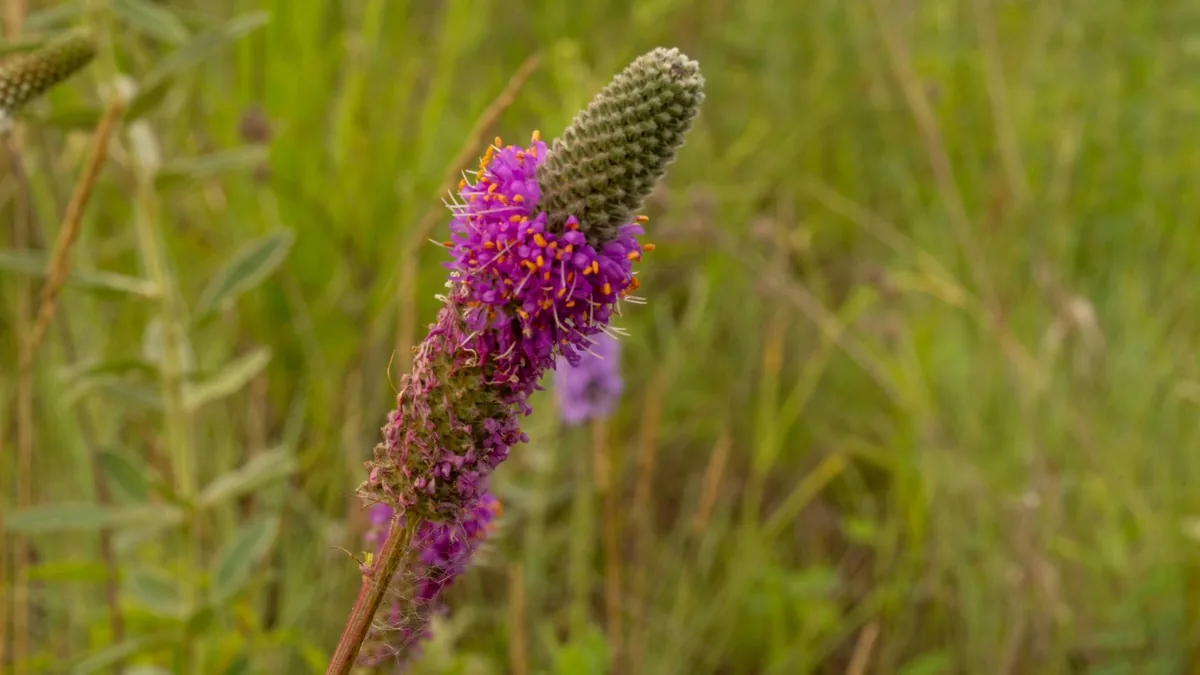 Illinois landscape